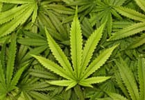 Offender had cannabis worth £78,000