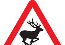 Watch out drivers, there’s a deer about