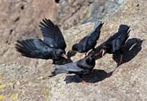 Choughs spotted in South Hams