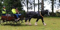 Charity wants to expand its carriage-driving service