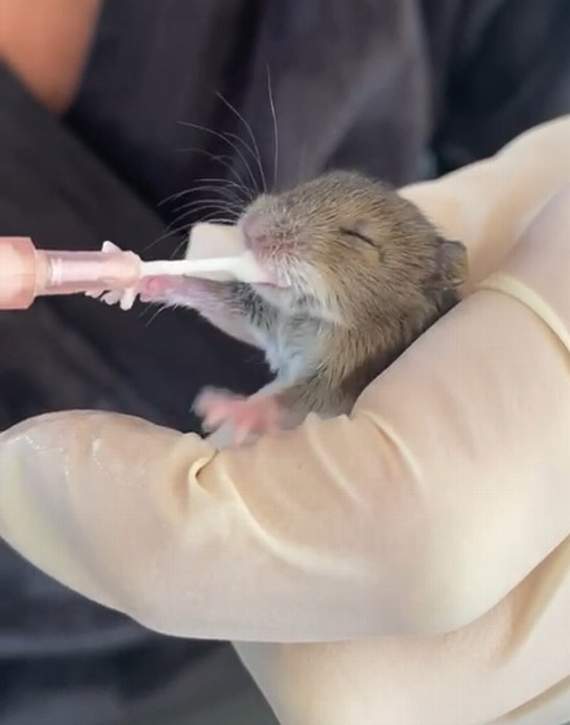 Rspca Cymru Responds To More Than 7 000 Incidents Since Lockdown Began Tenby Today Co Uk