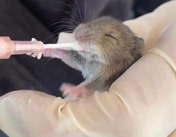 Rspca Cymru Responds To More Than 7 000 Incidents Since Lockdown Began Tenby Today Co Uk Rspca Cymru Responds To More Than 7 000 Incidents Since Lockdown Began Tenby Today Co Uk