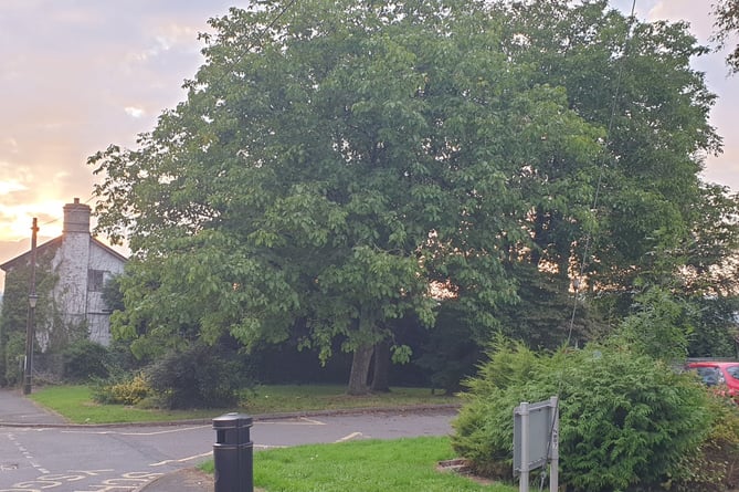 The Talgarth Walnut Trees