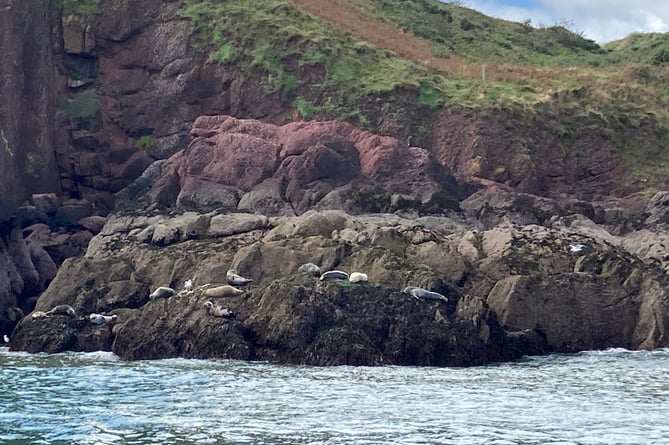seals Caldey Island