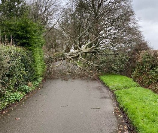 fallen tree Sardis