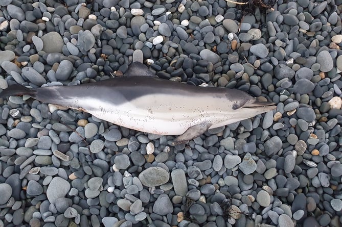 Dolphin found dead on Ynyslas beach after Storm Dudley.
