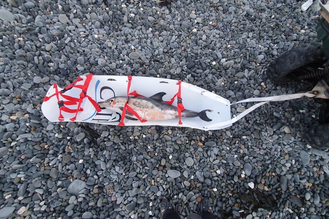 Dead stranded dolphin found on Aberdesach beach, in Gwynedd