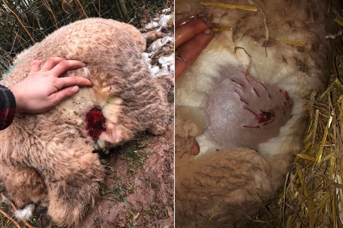 Ewe injuries caused by a dog
