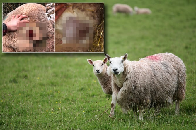 Sheep