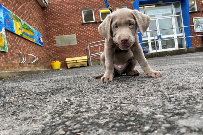 Pup ‘Blue' arriving at Pembrokeshire Learning Centre