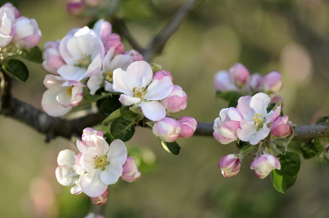 Apple blossom in the orchard at Swan Barn Farm in Haslemere