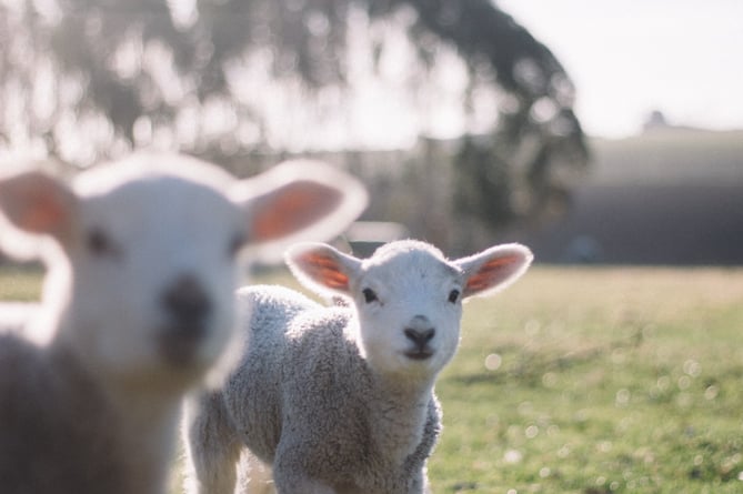 Holybourne’s Mill Cottage Farm will bring a flock of lambs to the Museum of Farnham this Easter
