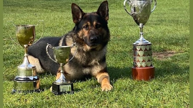 Ash the police dog