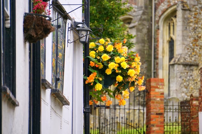 Flowers in hanging basket