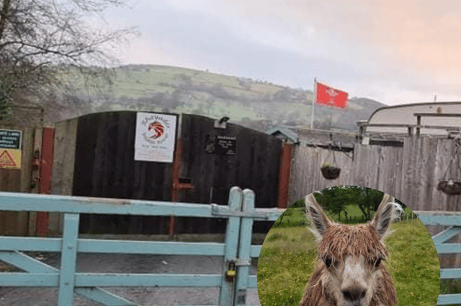 Rhayader Wildlife Rescue centre near Nantmel, inset is one of their alpacas