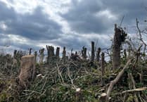 Local residents ‘anger’ at tree felling bordering Crediton lane