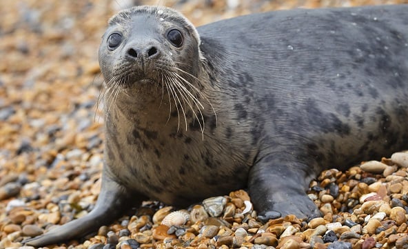 Seal