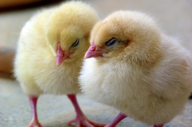 Easter Chick