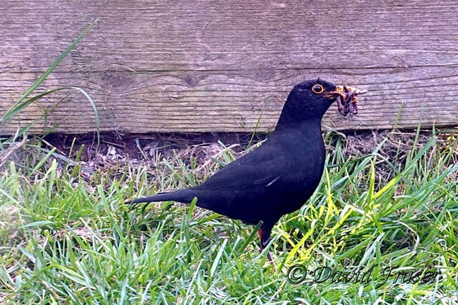 Blackbird