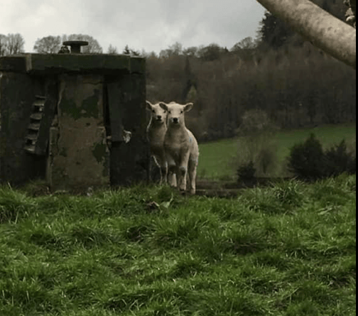 Lambs NR