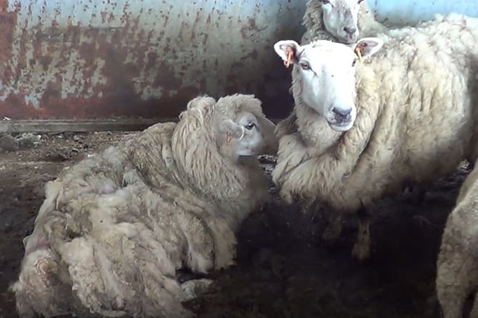  neglected sheep, Cornwall Council prosecution