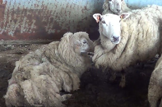 neglected sheep, Cornwall Council prosecution