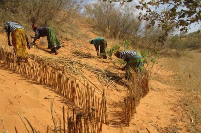 Dune Stabilisation Africa