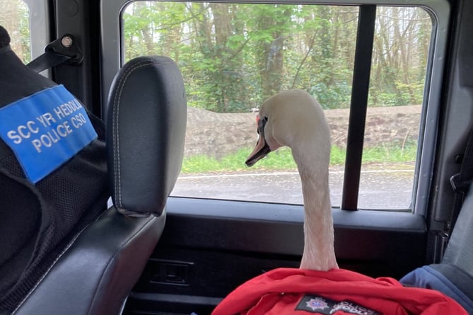 Swan rescue