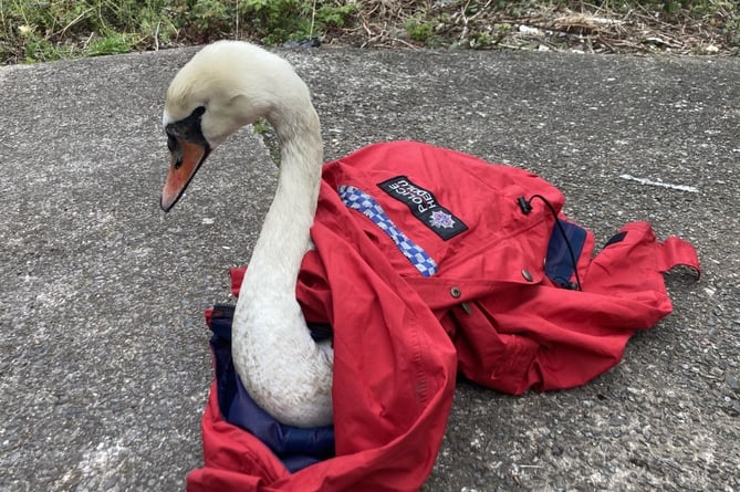 Swan rescue