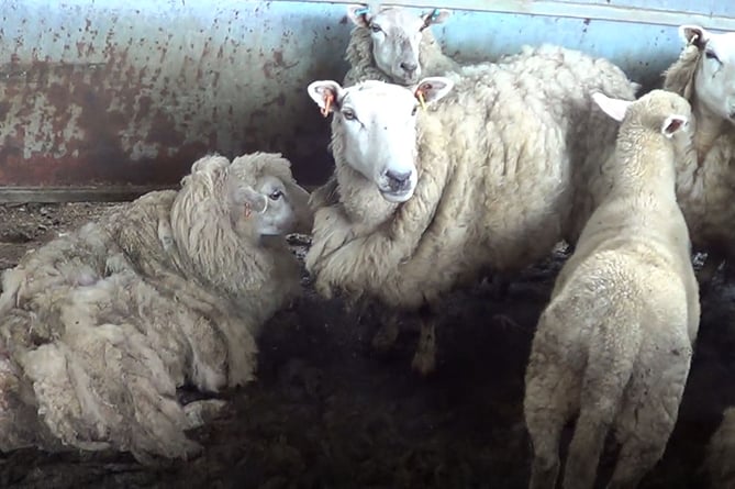 The sheep farmer has been given a suspended prison sentence and ten-year ban