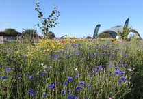 Make a big difference as wildflowers and pollinators encouraged 