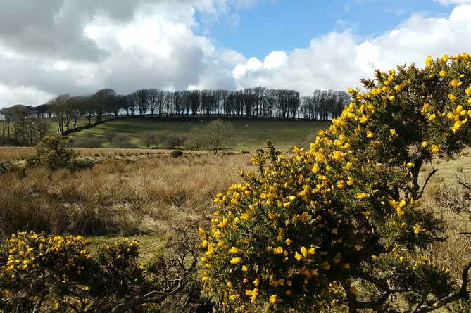 Dartmoor