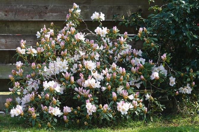 Rhododendrons coming into bloom.