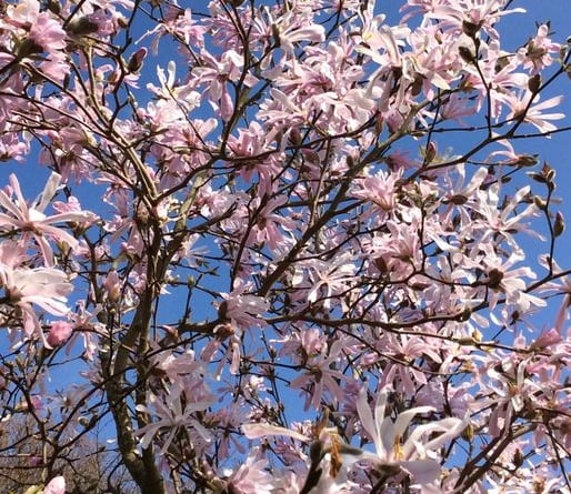 Magnolia