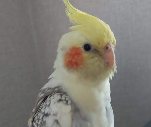 Ace the cockatiel is missing, have you seen him?