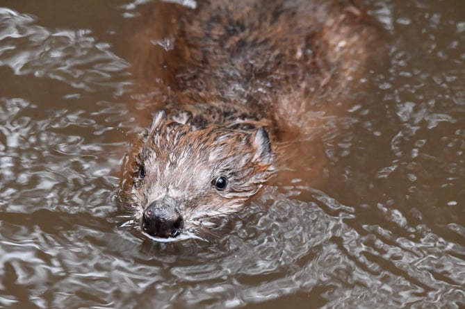 Hamish the beaver
