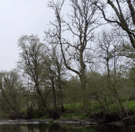 Reflections on the Irfon river..