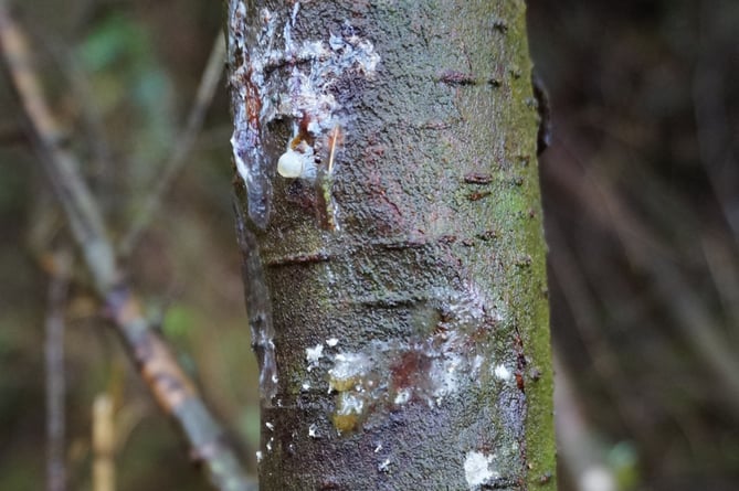 Example of Phytophthora pluvialis lesions on a tree stem