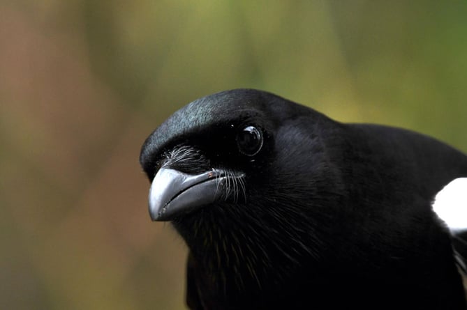 magpie shooting feature