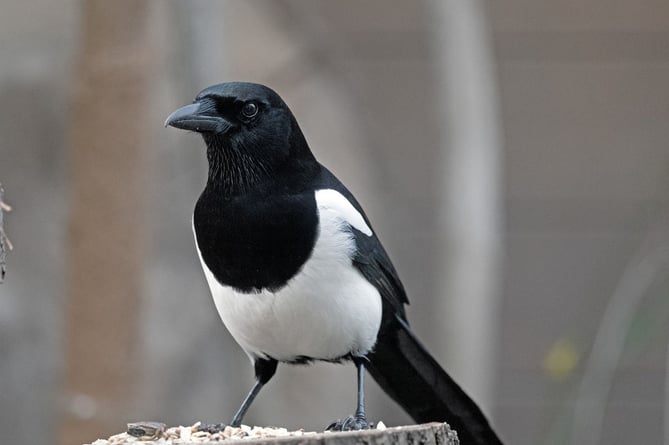 Magpie shooting