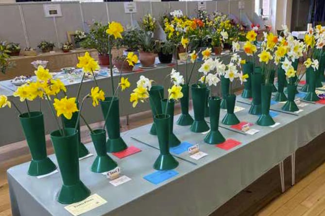 Daffodils at the Ropley Horticultural Society’s 2022 spring show
