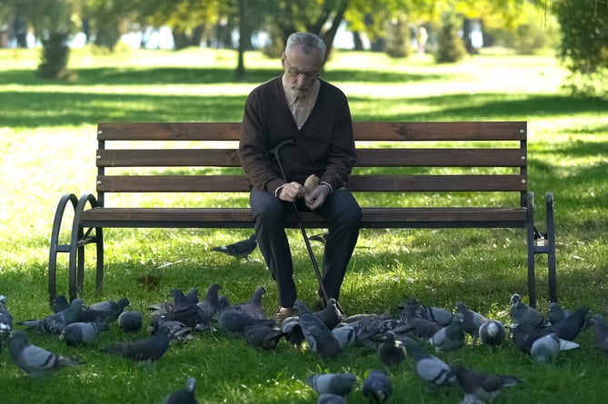 A lonely elderly man feeding pigeons from a park bench