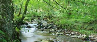 Horner Woods