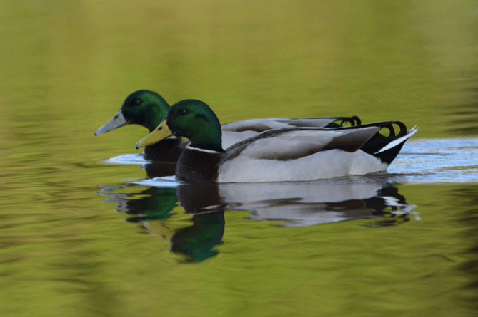 Ducks at Llyswen