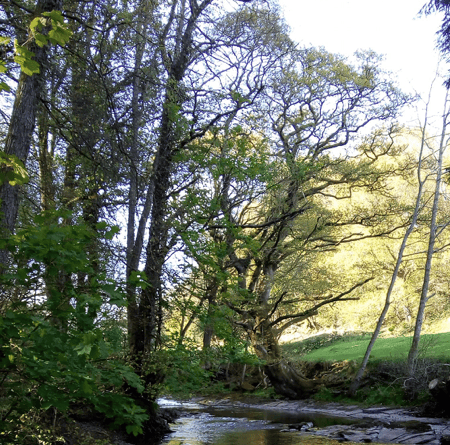 Priory Groves