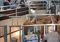 Livestock markets see £83m increase in turnover in 2021