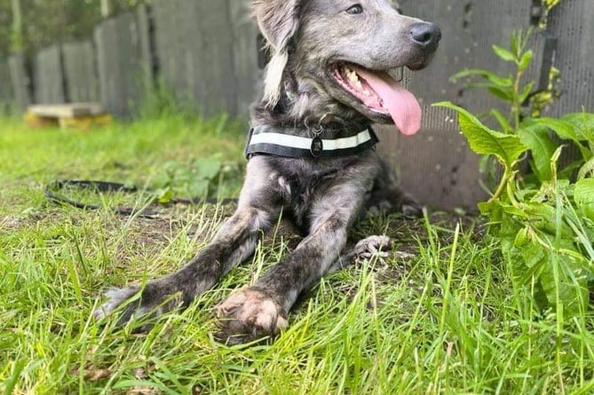 Charlie rescue dog