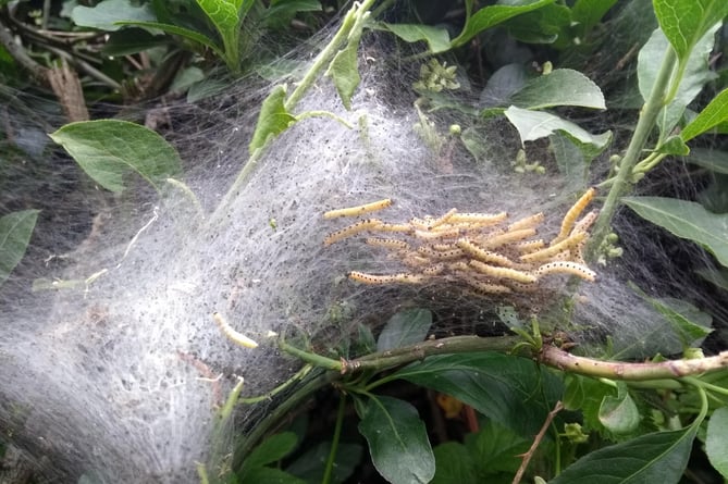 Spindle Ermine Moth caterpillars in their webs.