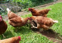 NFU Cymru welcomes lifting of poultry housing measures