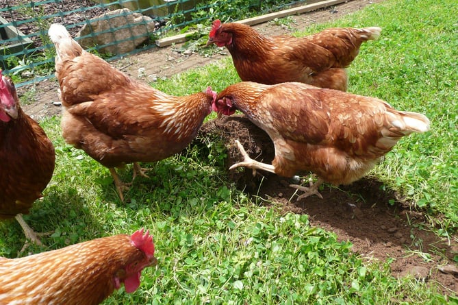 Chickens pecking